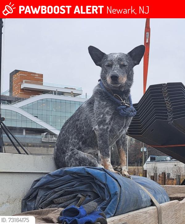 Lost Male Dog last seen Delaney and Hwy 78. Near train tracks, Newark, NJ 07114