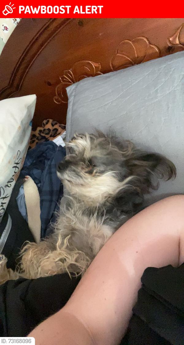 Lost Female Dog last seen not sure, Cooper Bridge Rd, GA 30517