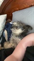 Lost Female Dog last seen not sure, Cooper Bridge Rd, GA 30517