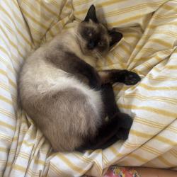 Lost Female Cat last seen Mission Gorge Road, San Diego, CA 92119