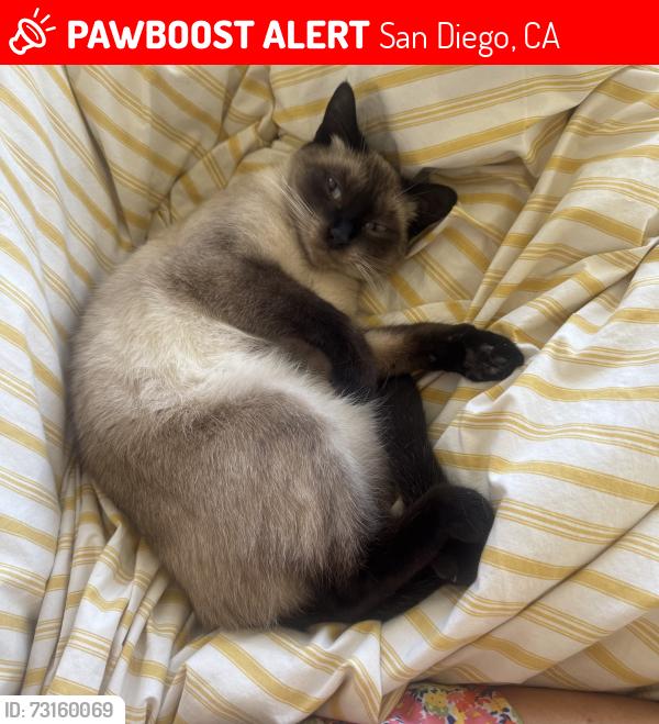 Lost Female Cat last seen Mission Gorge Road, San Diego, CA 92119
