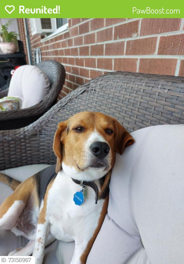 Reunited Male Dog last seen Aquitaine Ave & Winston Churchill, Mississauga, ON 