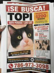Lost Male Cat last seen Near w 32 nd ln, Hialeah, FL 33018
