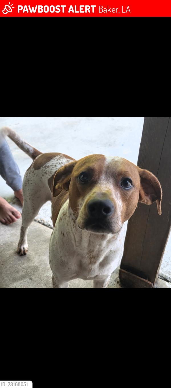 Lost Male Dog last seen By geo prep and bently, Baker, LA 70714