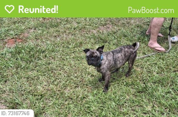 Reunited Male Dog last seen Beside Spartan auto auction, Boiling Springs, SC 29316