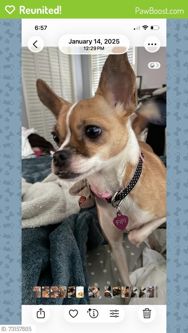 Reunited Female Dog last seen Summerfield dr, Durham, NC 27712