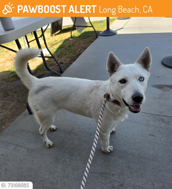 Found/Stray Female Dog last seen La Bodega Market 1420 E Anaheim St, Long Beach, CA 90813, Long Beach, CA 90813