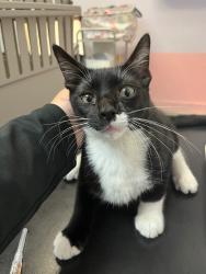 Shelter Stray Male Cat last seen Bexar County, 3353 Morningside Dr, New Braunfels, TX 78132, USA