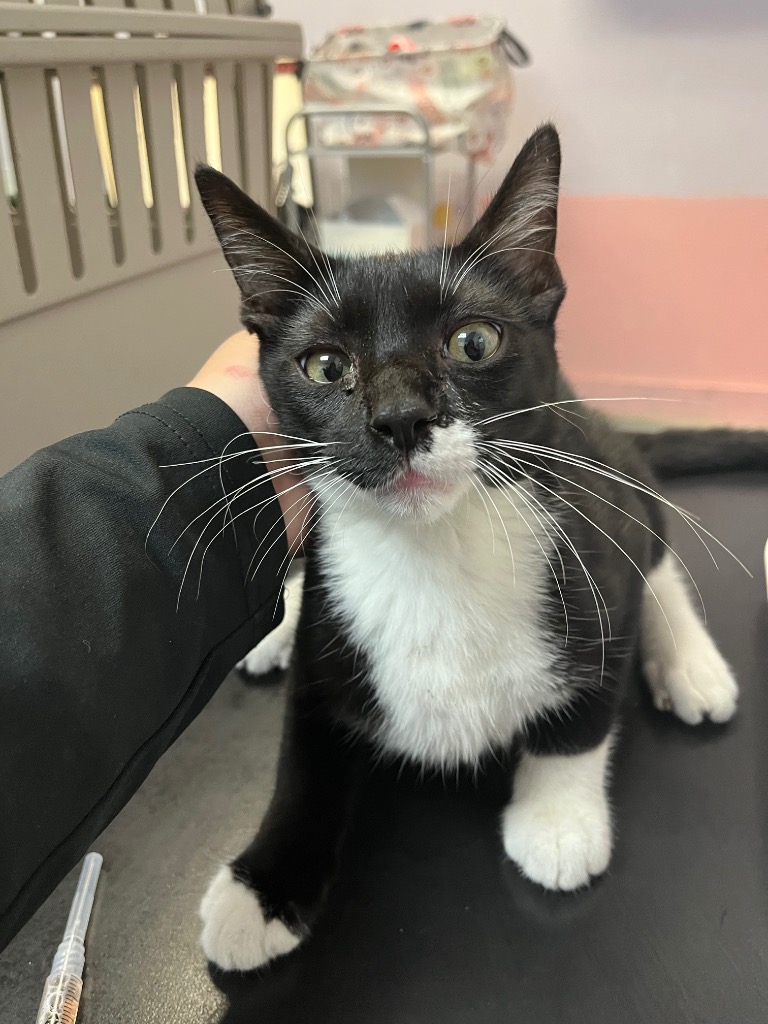 Shelter Stray Male Cat last seen Bexar County, 3353 Morningside Dr, New Braunfels, TX 78132, USA
