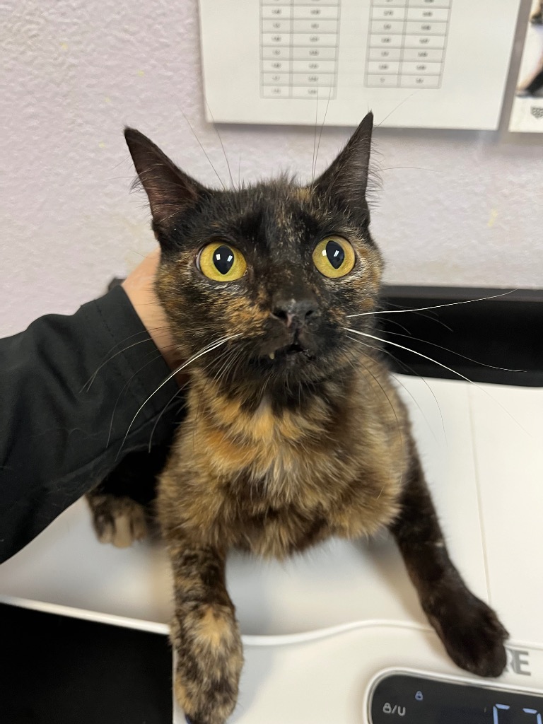 Shelter Stray Female Cat last seen Bexar County, 3353 Morningside Dr, New Braunfels, TX 78132, USA