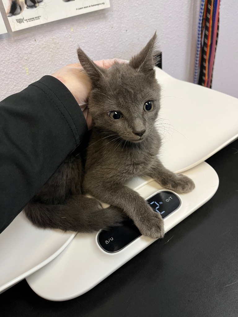 Shelter Stray Male Cat last seen Bexar County, 3353 Morningside Dr, New Braunfels, TX 78132, USA