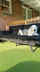 Lost Male Dog last seen Nashville, Nashville, TN 37189