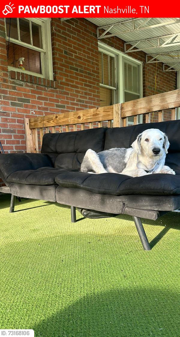 Lost Male Dog last seen Nashville, Nashville, TN 37189