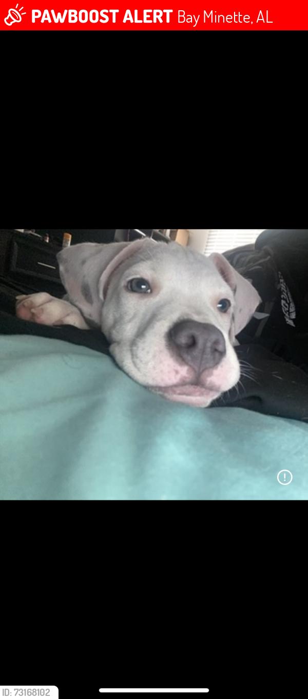 Lost Male Dog last seen Moog ave, Bay Minette, AL 36507