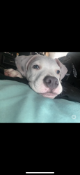 Lost Male Dog last seen Moog ave, Bay Minette, AL 36507