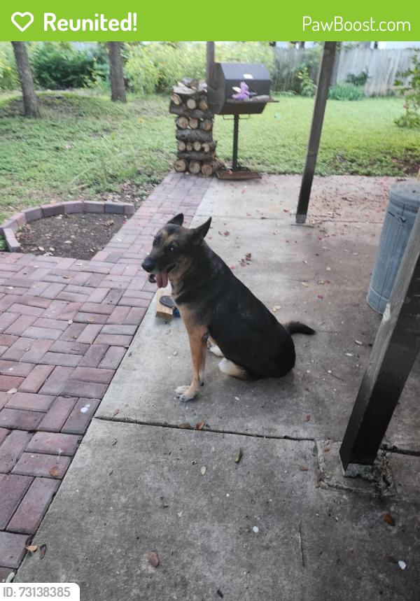 Reunited Female Dog last seen General mcmullen and morelia, San Antonio, TX 78226
