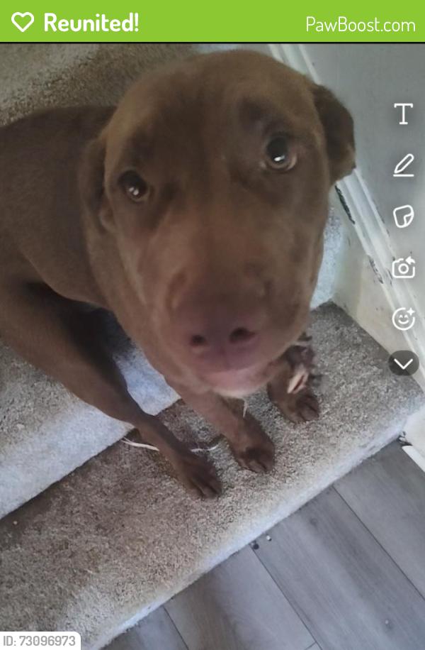 Reunited Male Dog last seen Near Kentucky ave Lorain ohio 44052, Lorain, OH 44052