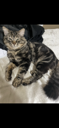 Lost Male Cat last seen Heritage Park, Henderson, NV 89015