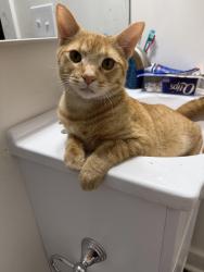 Lost Male Cat last seen Lynn haven, Lynn Haven, FL 32444