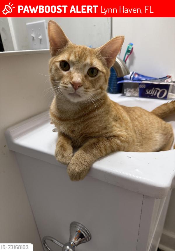 Lost Male Cat last seen Lynn haven, Lynn Haven, FL 32444