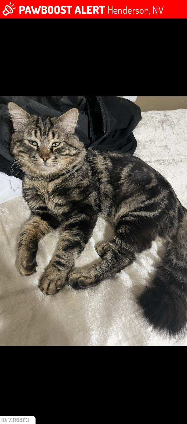 Lost Male Cat last seen Heritage Park, Henderson, NV 89015