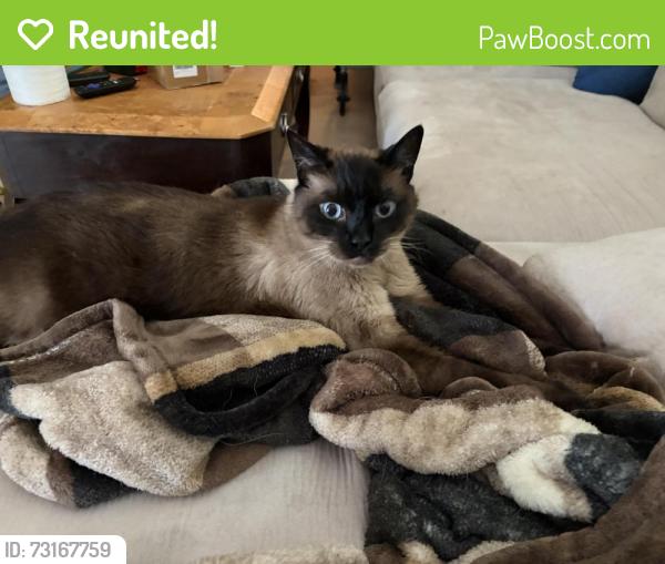 Reunited Male Cat last seen 81st and Harvard, Tulsa, OK 74137