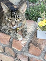 Lost Female Cat last seen Wedgworth Rd S and Marbury, Fort Worth, TX 76133