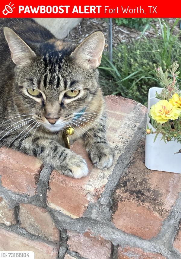 Lost Female Cat last seen Wedgworth Rd S and Marbury, Fort Worth, TX 76133