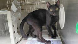 Shelter Stray Unknown Cat last seen , 4275 Elton St, Baldwin Park, CA 91706, USA