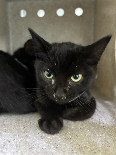 Shelter Stray Female Cat last seen , 4275 Elton St, Baldwin Park, CA 91706, USA