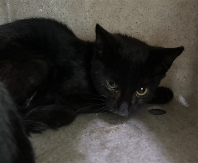 Shelter Stray Male Cat last seen , 4275 Elton St, Baldwin Park, CA 91706, USA