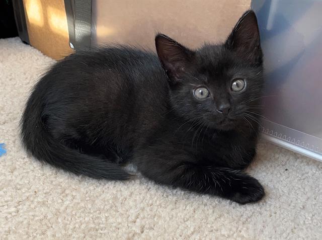 Shelter Stray Female Cat last seen CHARLOTTE, 8315 Byrum Dr, Charlotte, NC 28217, USA