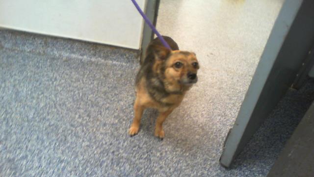 Shelter Stray Female Dog last seen CHARLOTTE, 8315 Byrum Dr, Charlotte, NC 28217, USA