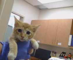 Shelter Stray Male Cat last seen CODY WAY/ WATT AVE, 95864, 3839 Bradshaw Rd, Sacramento, CA 95827, USA