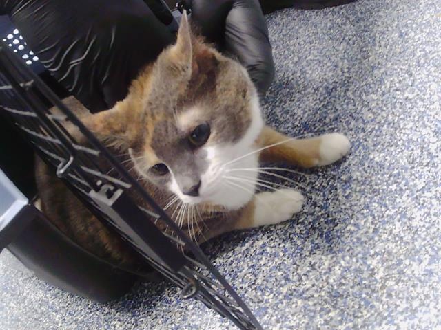 Shelter Stray Female Cat last seen CHARLOTTE, 8315 Byrum Dr, Charlotte, NC 28217, USA