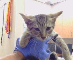 Shelter Stray Male Cat last seen CODY WAY/ WATT AVE, 95864, 3839 Bradshaw Rd, Sacramento, CA 95827, USA