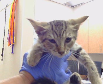 Shelter Stray Male Cat last seen CODY WAY/ WATT AVE, 95864, 3839 Bradshaw Rd, Sacramento, CA 95827, USA