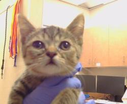 Shelter Stray Male Cat last seen CODY WAY/ WATT AVE, 95864, 3839 Bradshaw Rd, Sacramento, CA 95827, USA