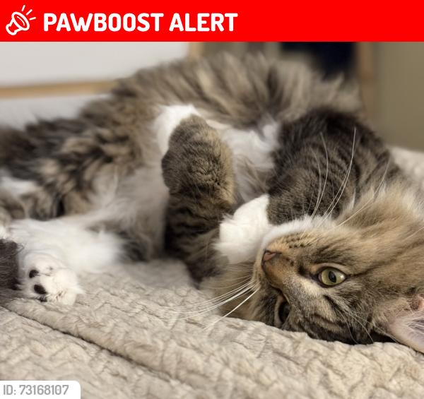 Lost Female Cat last seen Wegmans parking lot, Woodbridge Township, NJ 07095