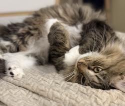 Lost Female Cat last seen Wegmans parking lot, Woodbridge Township, NJ 07095