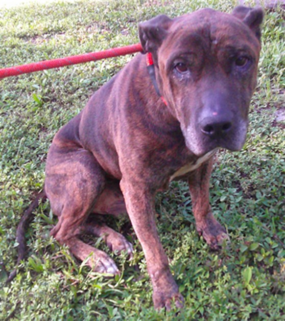 Shelter Stray Male Dog last seen Near BLOCK N CYPRESS RD, POMPANO BEACH FL 33060, 2400 SW 42nd St, Fort Lauderdale, FL 33312, USA