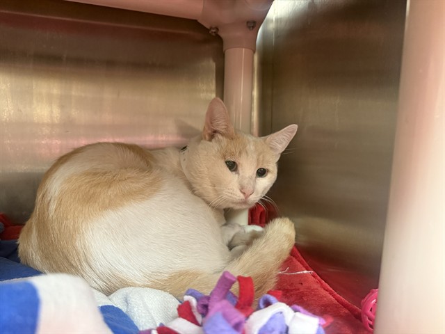 Shelter Stray Male Cat last seen Near BLOCK E ASTER DR, 5501 E Van Buren St, Phoenix, AZ 85008, USA