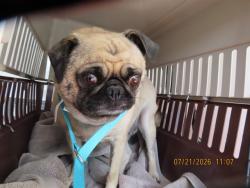 Shelter Stray Female Dog last seen SCHNEPF, 5501 E Van Buren St, Phoenix, AZ 85008, USA