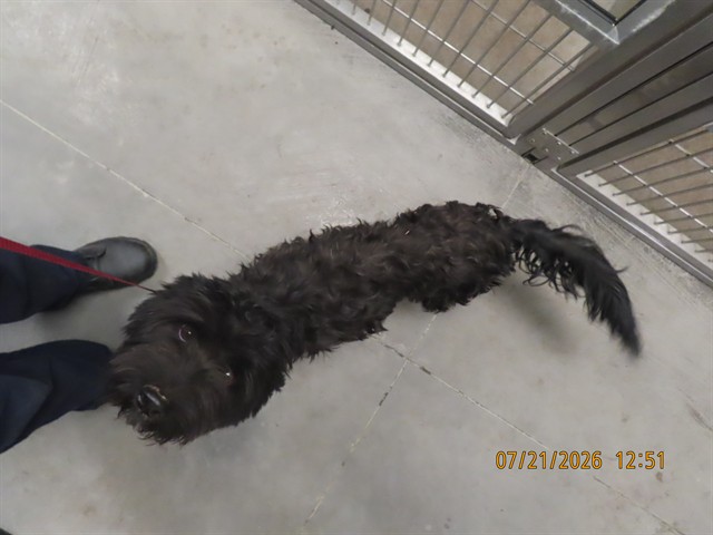 Shelter Stray Female Dog last seen QUAIL RD AND ROBERT RD, 5501 E Van Buren St, Phoenix, AZ 85008, USA