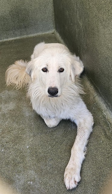 Shelter Stray Female Dog last seen , 31044 Charlie Canyon Rd, Castaic, CA 91384, USA