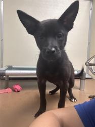 Shelter Stray Female Dog last seen Near BLOCK N 19TH ST, 3528 Newburg Rd, Louisville, KY 40218, USA