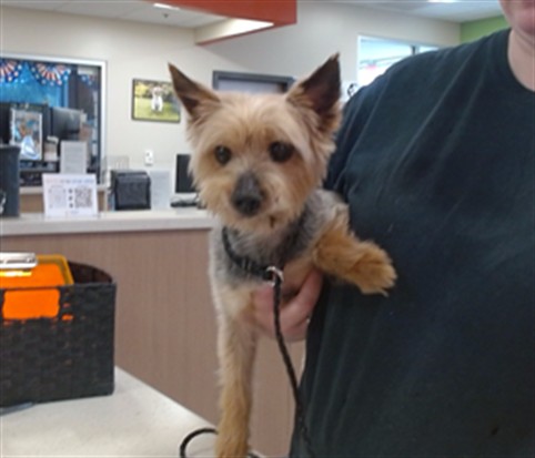 Shelter Stray Male Dog last seen Near BLOCK GREENWOOD RD, 3528 Newburg Rd, Louisville, KY 40218, USA