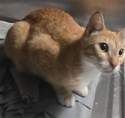 Shelter Stray Female Cat last seen , 11361 W Pico Blvd, Los Angeles, CA 90064, USA