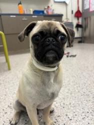Shelter Stray Male Dog last seen Near BLOCK E 132ND PL, 12155 Park Blvd, Brighton, CO 80601, USA