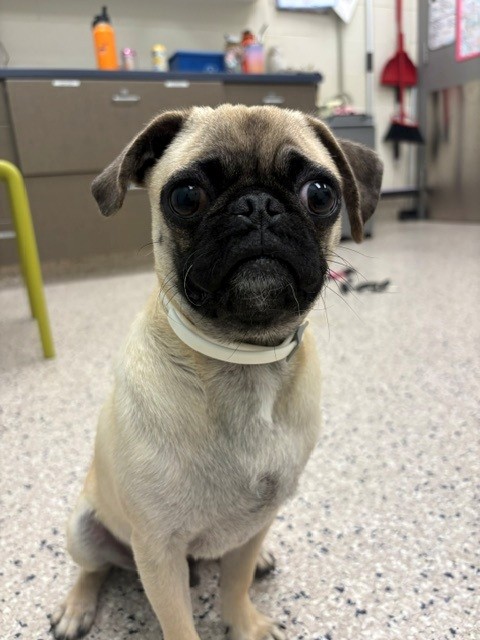 Shelter Stray Male Dog last seen Near BLOCK E 132ND PL, 12155 Park Blvd, Brighton, CO 80601, USA